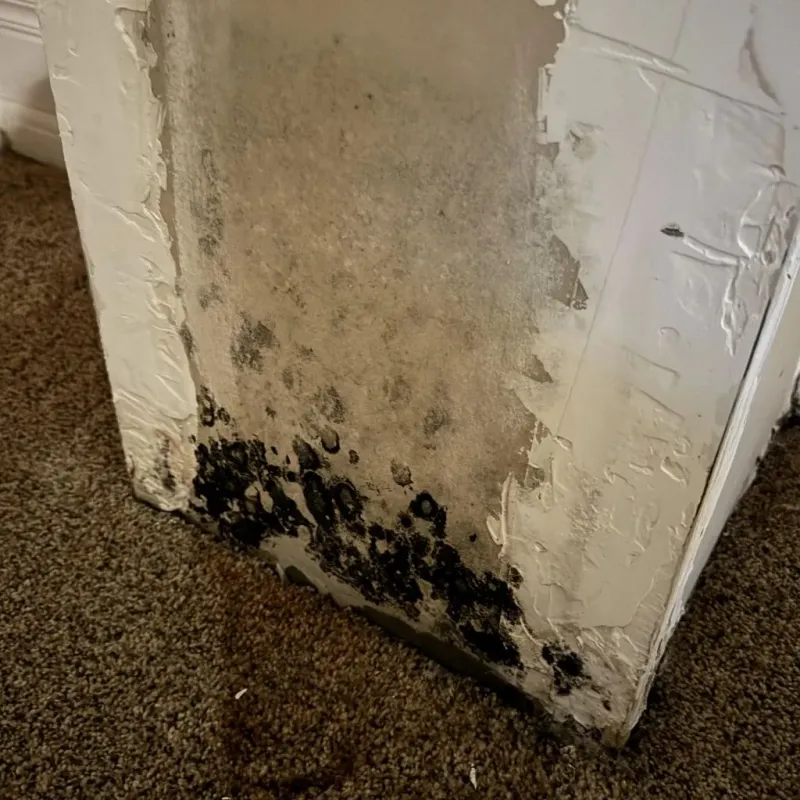 Professional Mold Removal in Franklin County, GA